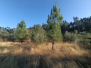 Ver detalhes: Venda Terreno R�stico