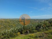 Ver detalhes: Venda Terreno R�stico