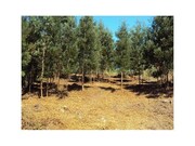Ver detalhes: Venda Terreno R�stico