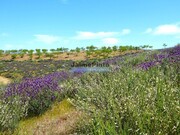 Show profile: Sell Rustic Land