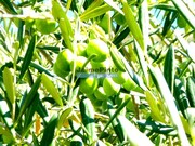 Ver detalhes: Venda Terreno R�stico