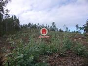 Ver detalhes: Venda Terreno R�stico