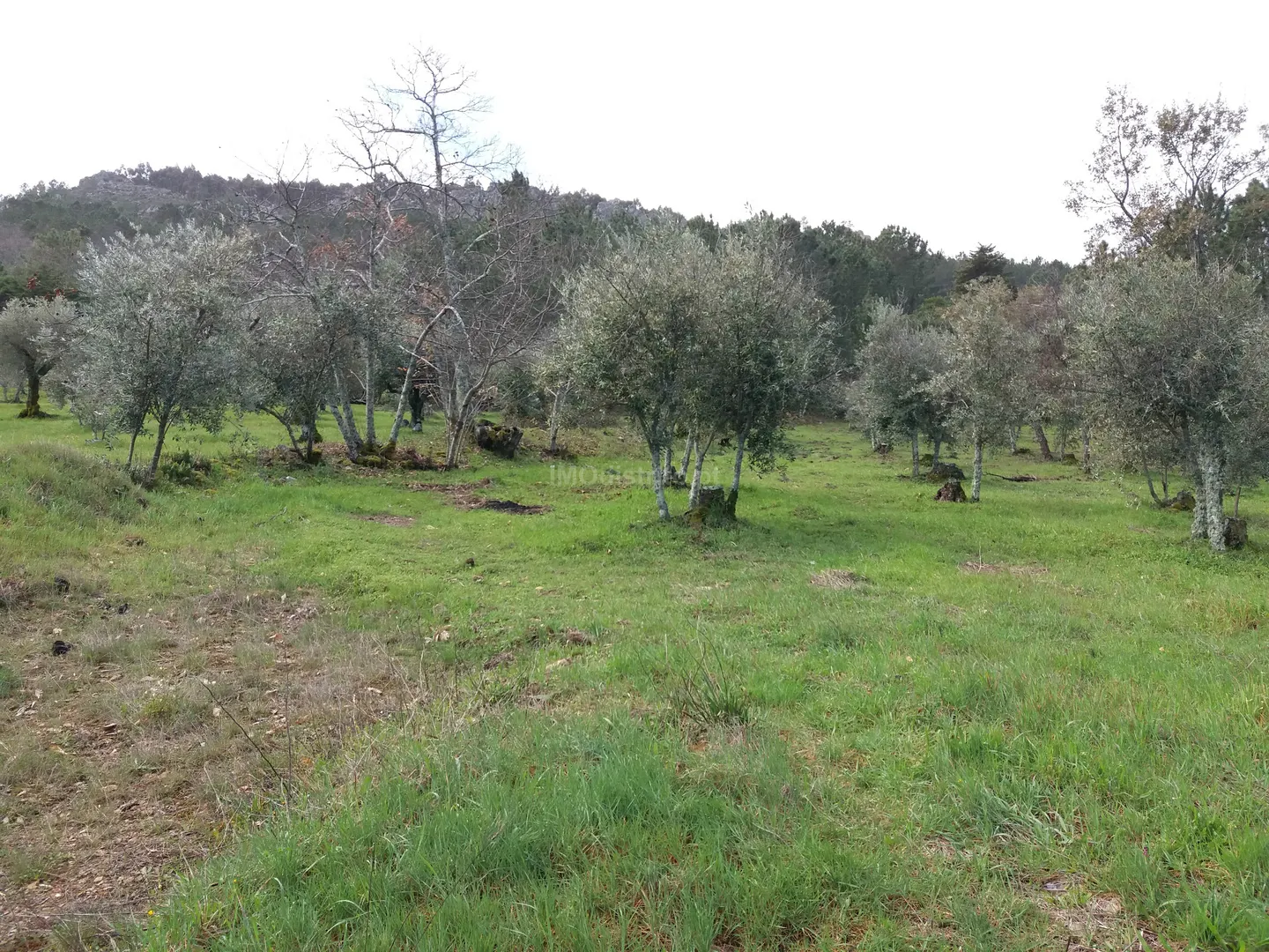 Ver detalhes: Venda Terreno R�stico T0